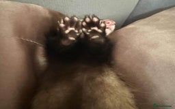 Ferret rodents for sale: X2 ferret females 12 weeks old  - Image 2