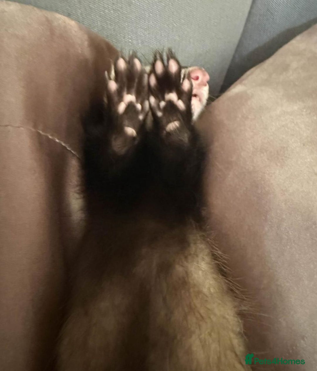 Ferret rodents for sale: X2 ferret females 12 weeks old  - Image 2