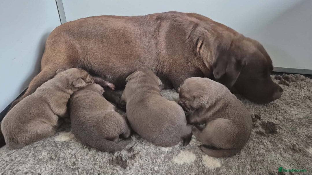 Labrador Retriever dogs for sale: 🤎 Chocolate Labrador Boys Ready Soon. - Advert 2