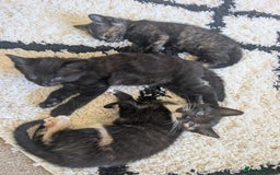 Mixed Breed cats for sale: Beautiful kittens - Image 1