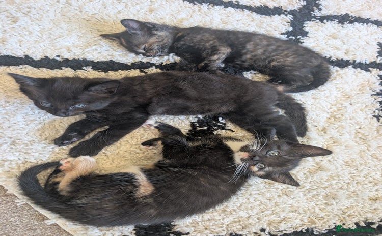 Mixed Breed cats - Advert 11
