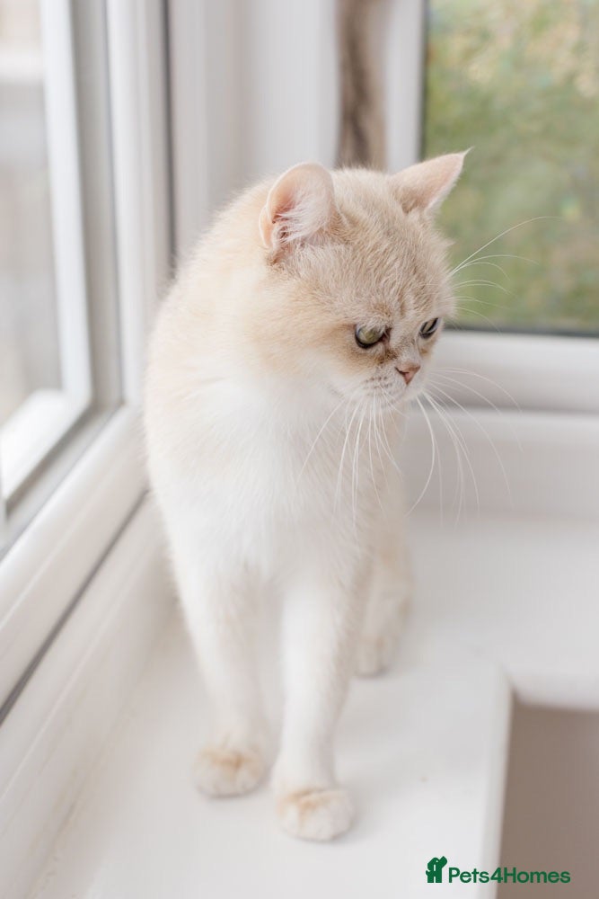 British Shorthair cats Beautiful BSH AY12 Golden Blue Female - Advert 1