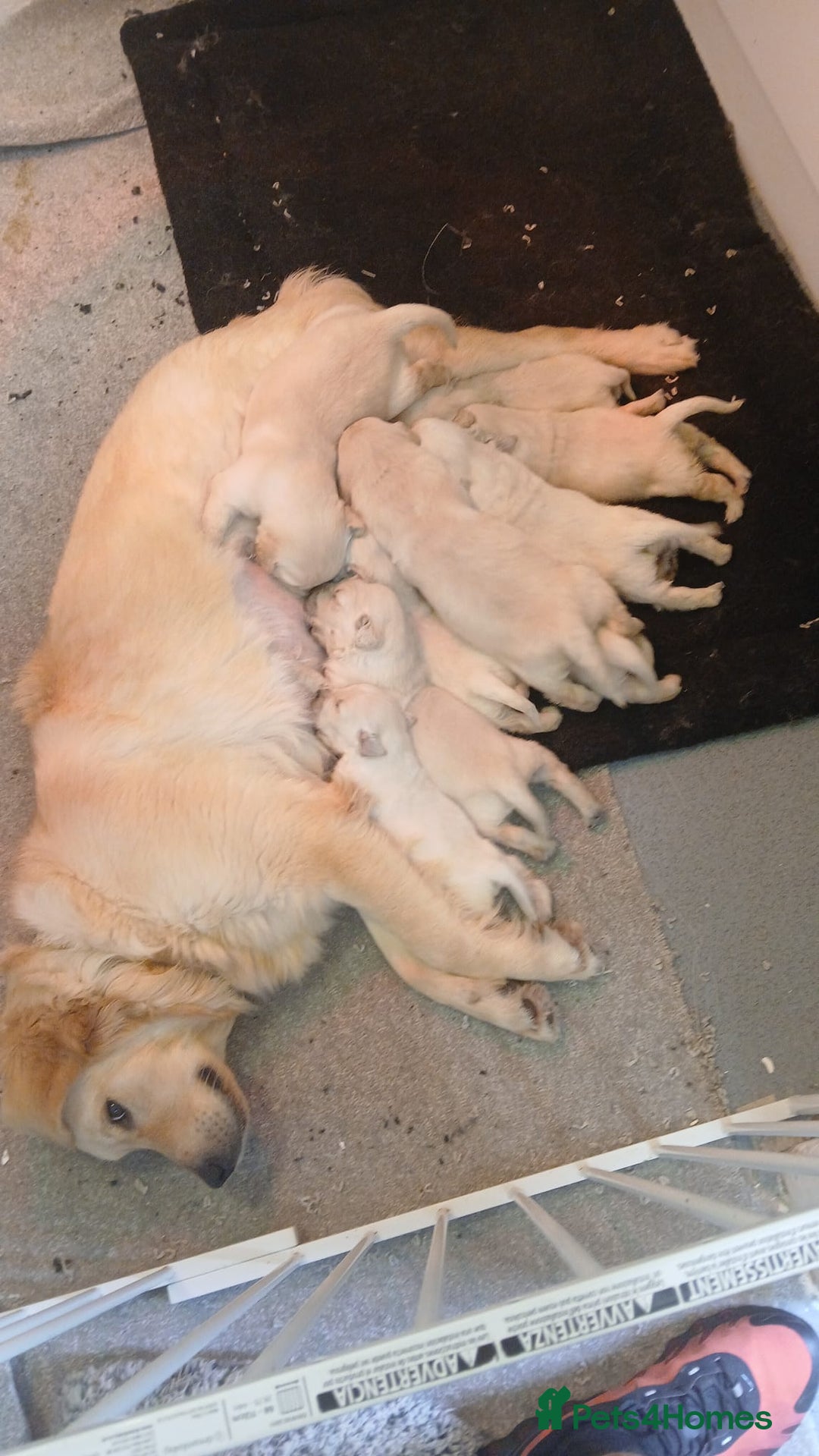 Golden Retriever dogs for sale: Golden retriever puppies kc  - Advert 1
