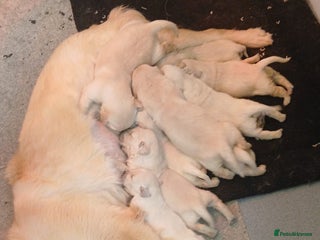 Golden Retriever dogs Golden retriever puppies kc - Advert 1