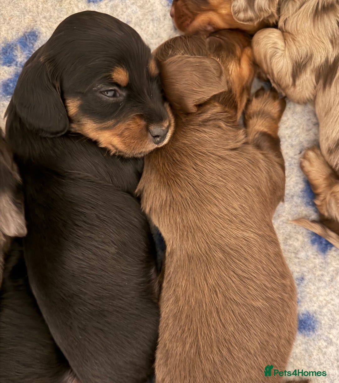 Dachshund dogs for stud: Standard Silver Dapple Long Haired Dachshund Stud in Bishop Auckland - Advert 20