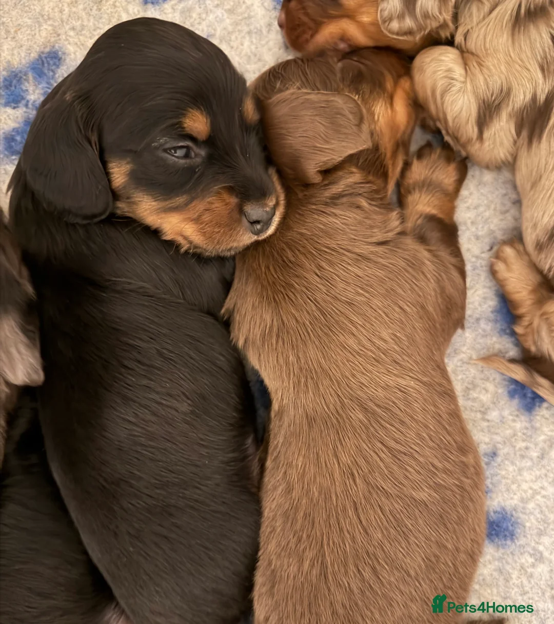 Dachshund dogs for stud: Standard Silver Dapple Long Haired Dachshund Stud in Bishop Auckland - Advert 20