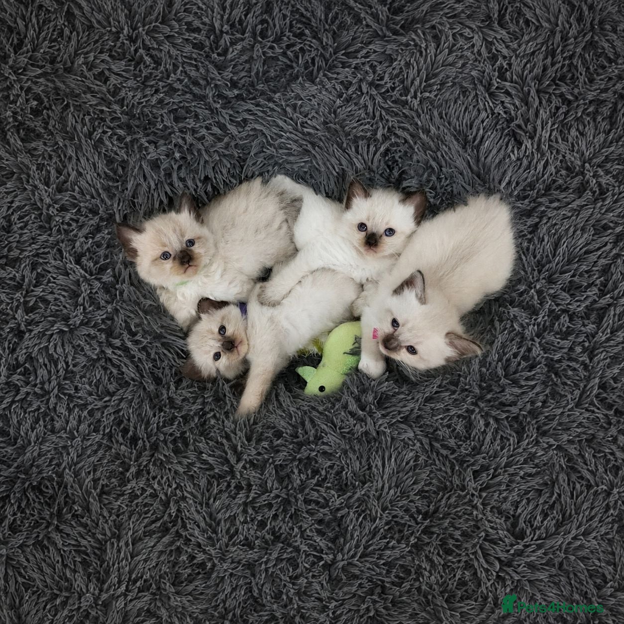 Ragdoll cats Beautiful Ragdoll-Mix Kittens - NOT TICA/FIFe reg. - Advert 1