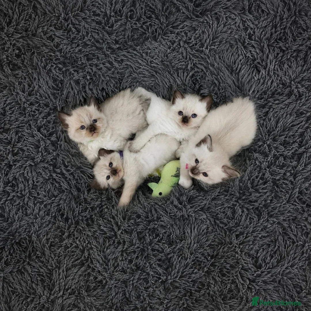Ragdoll cats for sale: Beautiful Ragdoll-Mix Kittens - NOT TICA/FIFe reg. - Advert 1