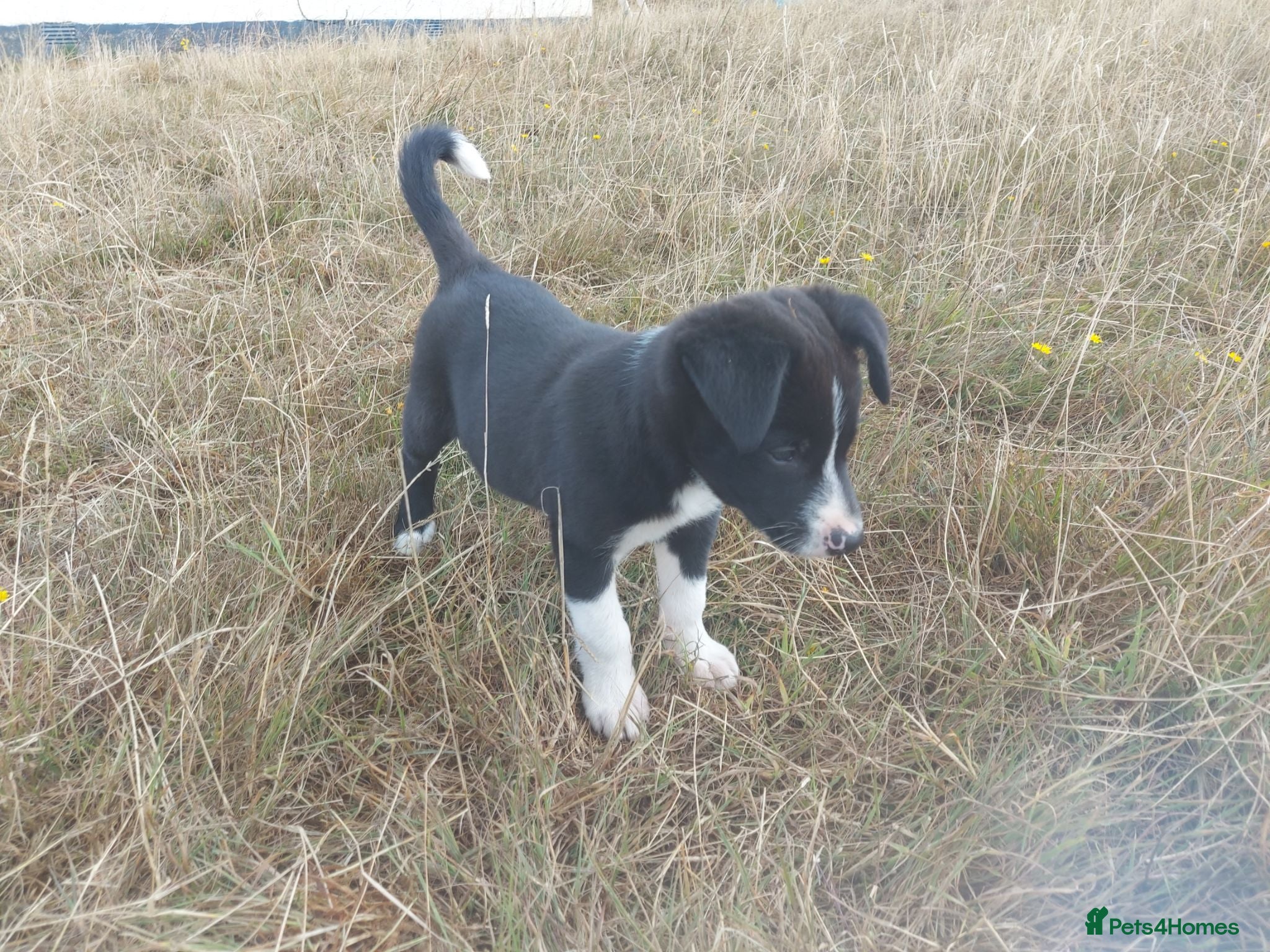 Border Collie dogs Confident, Friendly Collie Puppies *1 LEFT* - Advert 3