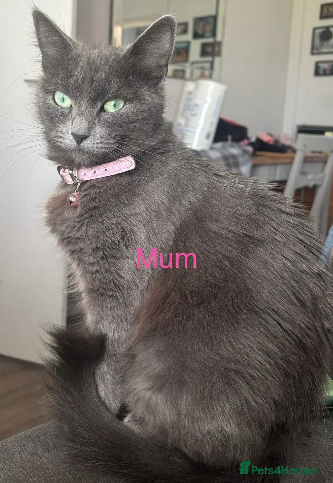 Mixed Breed cats for sale: nebelung mixed breed kittens  - Advert 2