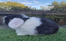 Mini Lop rabbits for sale: Various Adult  Mini Lops  - Image 6