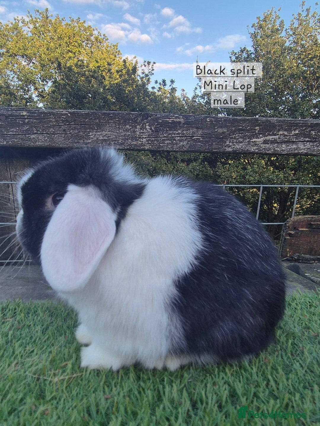 Mini Lop rabbits for sale: Various Adult  Mini Lops  - Image 6