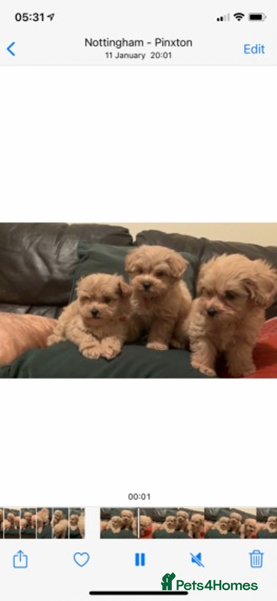 Poodle dogs for stud: Extensively Heath Tested Deep Red Tiny Toy Poodle in Mansfield - Image 12