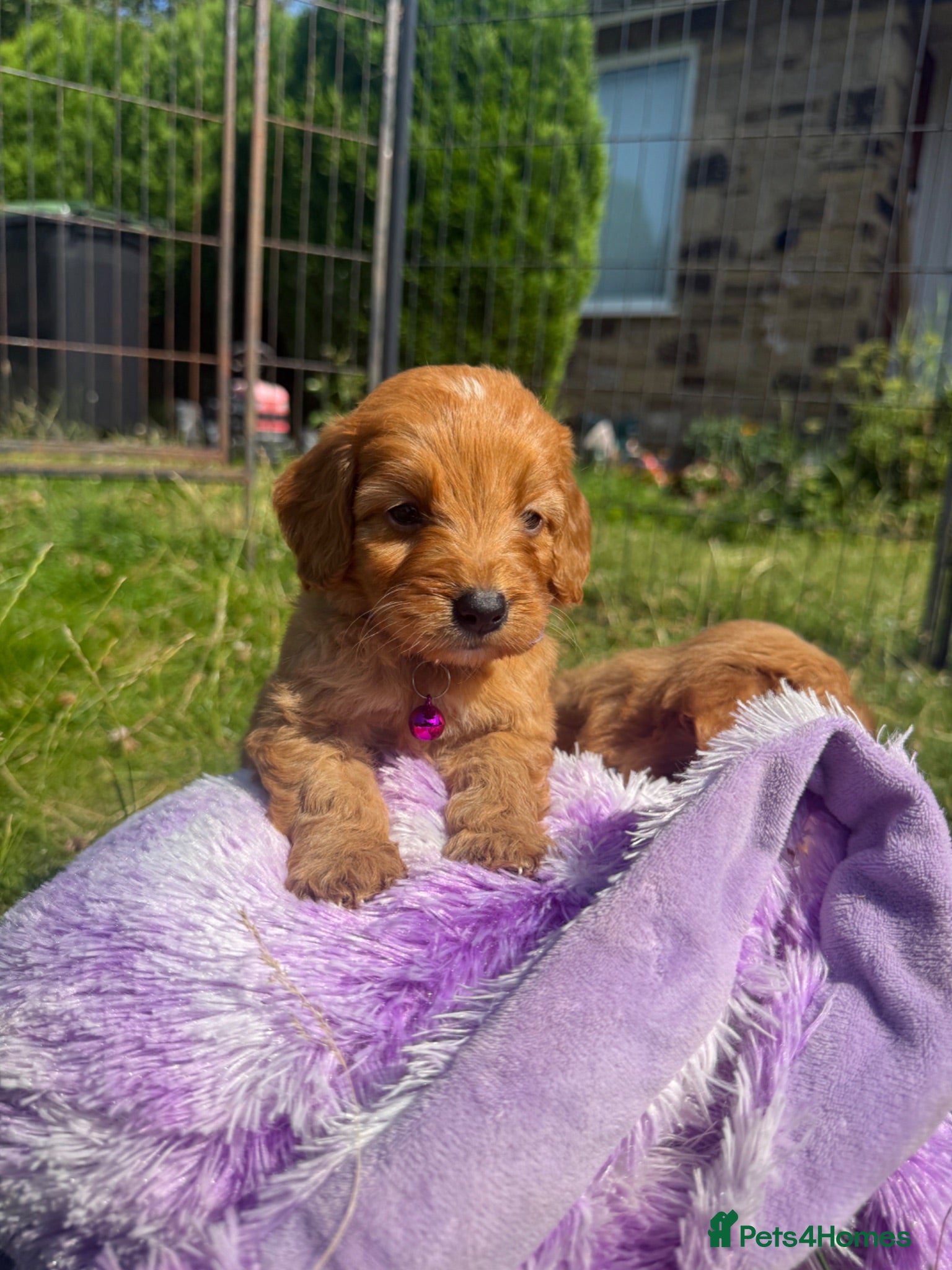 Cavapoo dogs Beautiful Red Toy Cavapoo Puppies - Advert 2