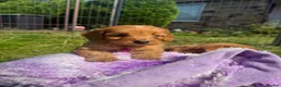 Cavapoo dogs for sale: Beautiful Red Toy Cavapoo Puppies - Advert 2