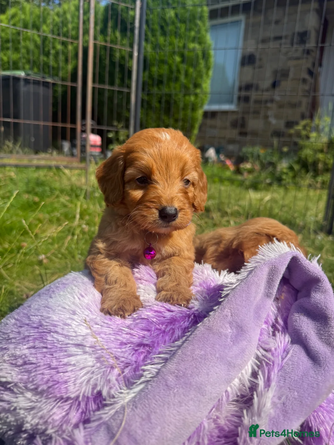 Cavapoo dogs for sale: Beautiful Red Toy Cavapoo Puppies - Advert 2