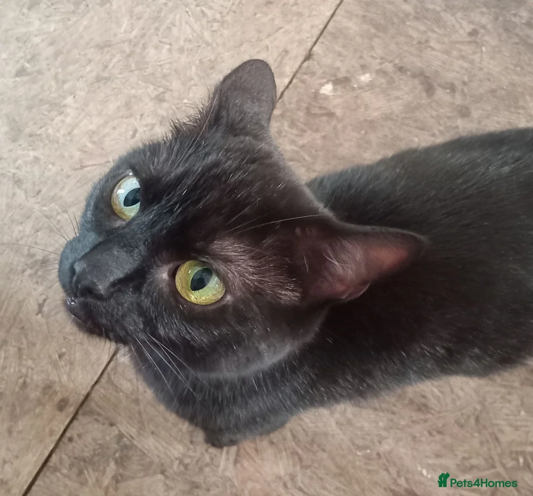 European cats for sale: Kittens for sale (black & white) in Cumnock - Advert 4