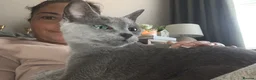 Russian Blue cats for sale: Retired queen, Russian blue cat for sale - Advert 3