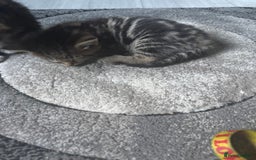 Norwegian Forest Cat cats for sale: Fluffy bundles of joy ready now  - Image 3
