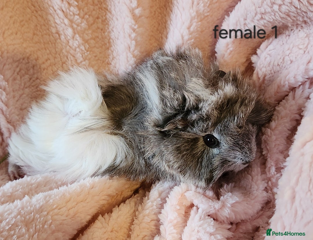 Guinea Pig rodents for sale: Cute Guinea Pair - Advert 5