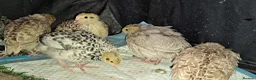 Quail poultry for sale: Coturnix Quails - Advert 3