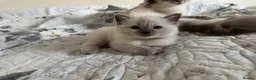 Ragdoll cats for sale: Gorgeous Ragdoll Kittens Looking for Loving Homes - Advert 4
