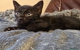 Mixed Breed cats for sale: Kittens 3 boys  - Image 5