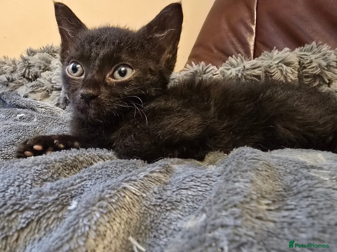 Mixed Breed cats for sale: Kittens 3 boys  - Image 5