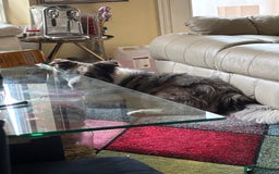 Border Collie dogs for sale: Lucky - The most smartest and CUTEST dog ever!!  - Image 5