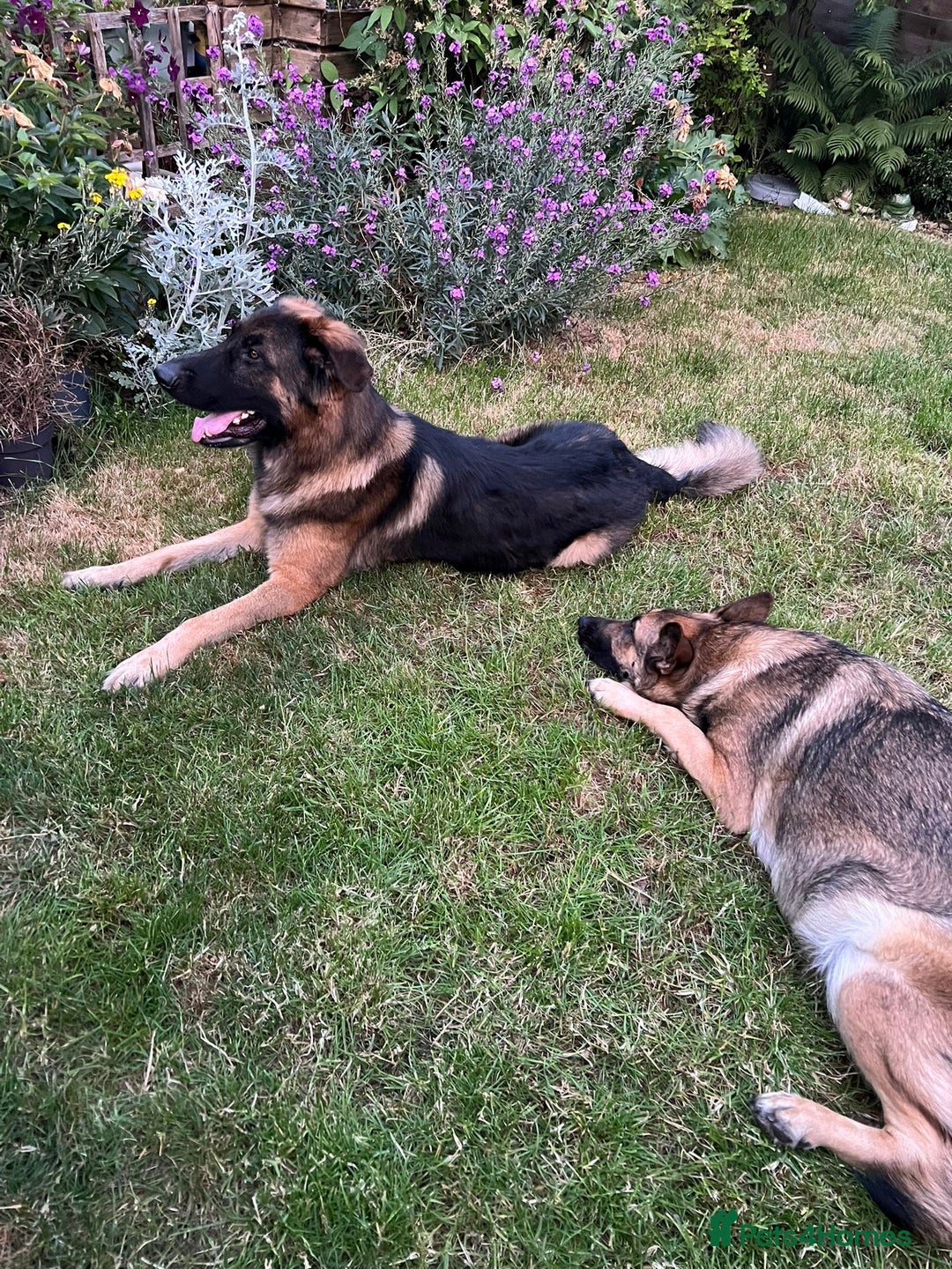 German Shepherd dogs for sale: 4 German Shepard x German Shepard cross dogs  - Image 3