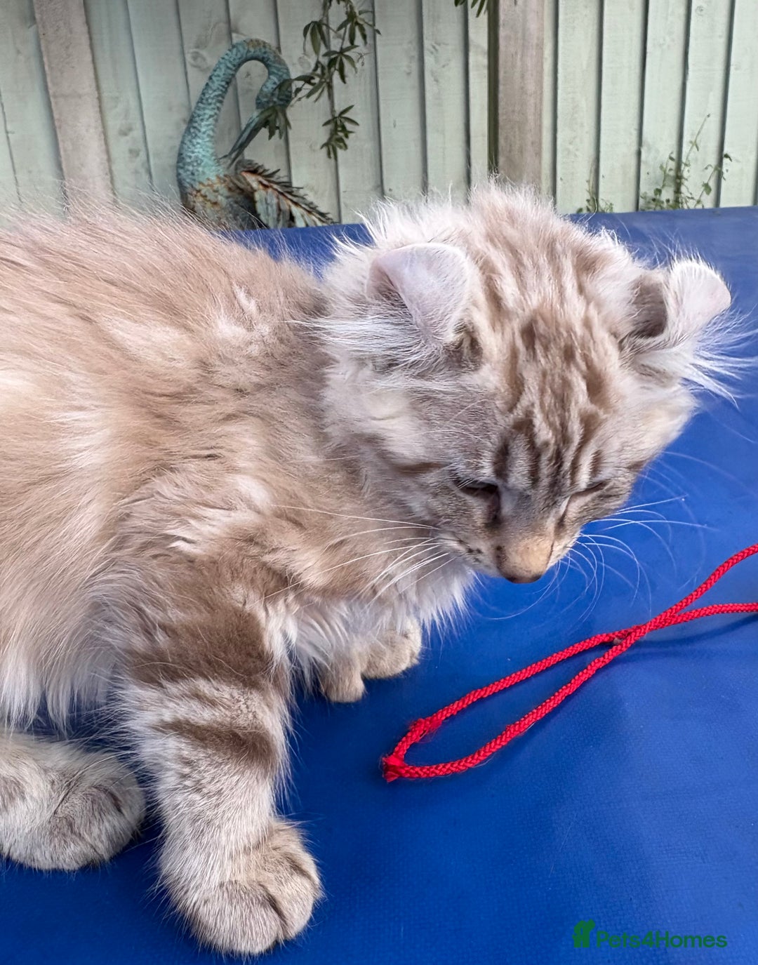 Keetso cats for sale: Stunning rare longhaired polydactyl curled eared  - Advert 5