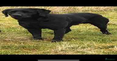Labrador Retriever dogs - Advert 13