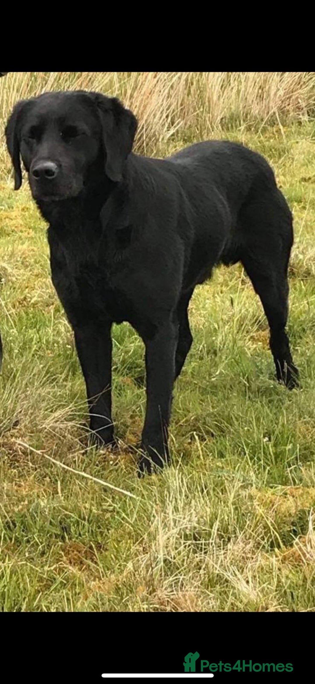Labrador Retriever dogs for sale: Labrador pups  - Image 22
