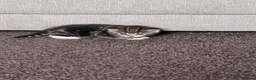Mixed Breed cats for sale: British short hair X Tabby Kittens - Advert 31