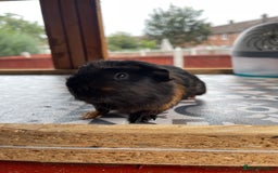 Guinea Pig rodents for sale: 2 Baby Guinea Pigs Looking For Homes in Wigan - Image 4