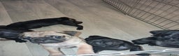 Pug dogs for sale: 5 adorable pug puppies for sale  - Advert 9