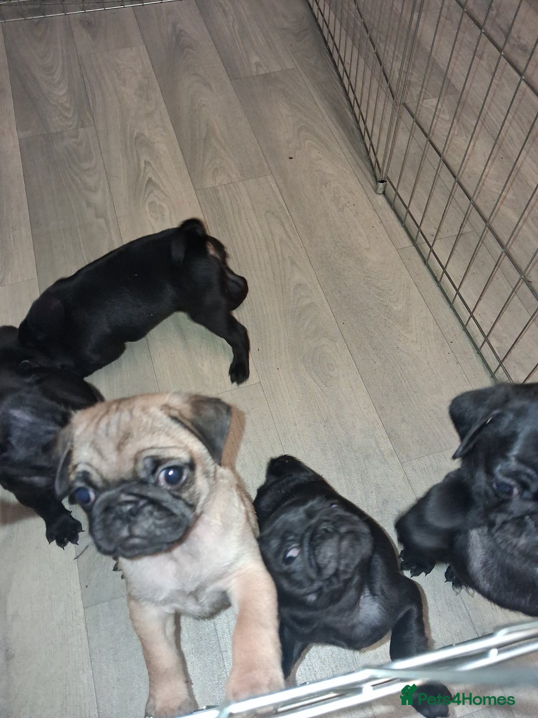 Pug dogs for sale: 5 adorable pug puppies for sale  - Advert 9