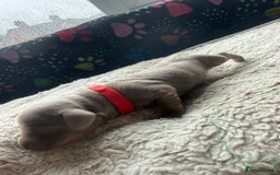 Miniature Dachshund dogs for sale: Miniature daschund - Advert 7