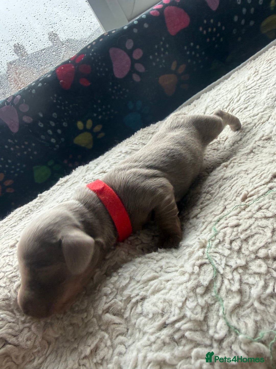 Miniature Dachshund dogs for sale: Miniature daschund - Advert 7