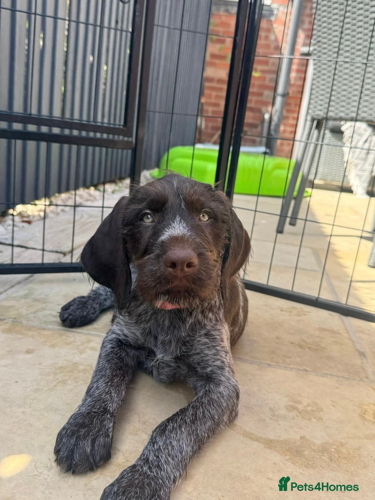 German Wirehaired Pointer dogs FEMALE REMAINING - READY FOR HOME 🤍 - Advert 1