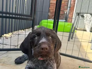 German Wirehaired Pointer dogs FEMALE REMAINING - READY FOR HOME 🤍 - Advert 1