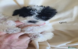 Cockapoo dogs for sale: SUPER PLUSH COATS. F1b Cockapoos. Health Tested - Image 5