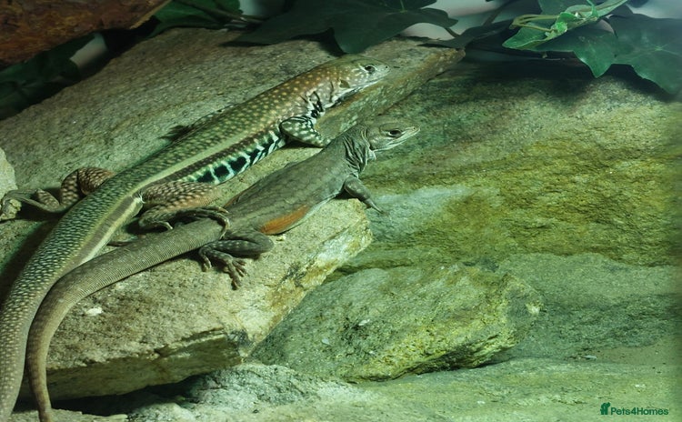 Lizard reptiles - Advert 5