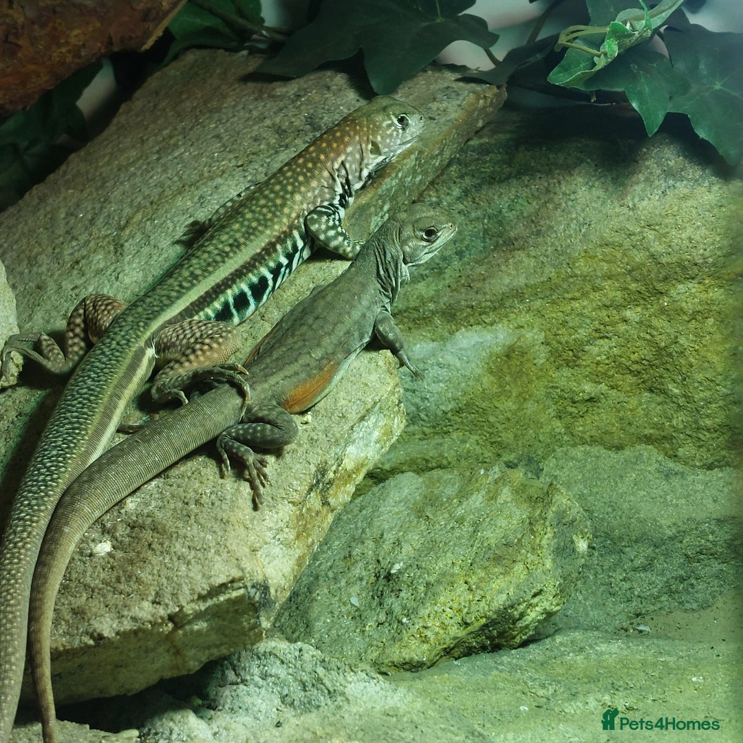 Lizard reptiles for sale: Trio butterfly agamas - Image 1