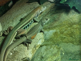 Lizard reptiles - Advert 14