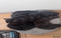 Mixed Breed cats for sale: Adorable Kittens Ready for Their Forever Homes🐾 - Image 13