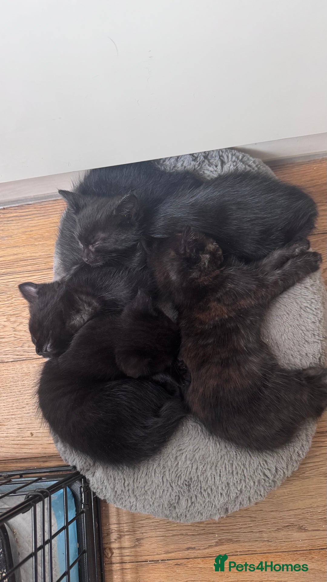 Mixed Breed cats for sale: Adorable Kittens Ready for Their Forever Homes🐾 - Image 13