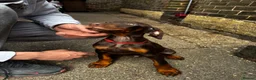 Dobermann dogs for sale: Gorgeous Doberman litter - Advert 10