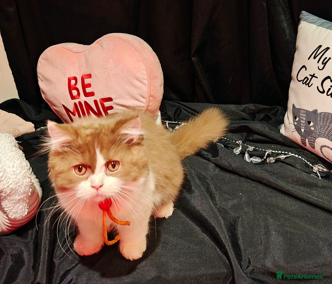 British Longhair cats for sale: Cinnamon bi colour longhair,fawn Shorthair  - Image 2
