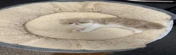 Persian cats for sale: 🐾 Pure Persian Kittens  🐾 in Manchester - Advert 3